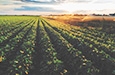 photo of farm field being watered